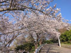 光明寺桜祭りと国府津山散歩