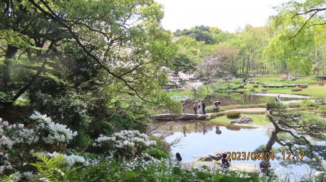 4月1日、午前11時20分過ぎに皇居・東御苑に入り、二の丸庭園へ行きました。二の丸庭園にはシャガの花が見頃て美しかったです。桜はヤマザクラやカンザンが見られました。二の丸庭園の一番高い所にはアカボシシャクナゲが見ごろになっていました。<br /><br /><br /><br />*写真は二の丸庭園の風景