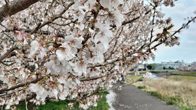 神奈川県南足柄市で行われていた「春木径・幸せ道桜まつり」の川沿いの散策や、湘南周辺でスイーツ☆