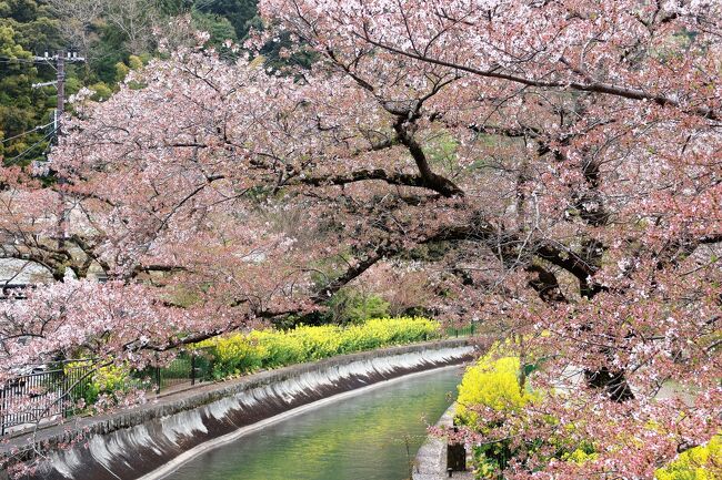 今年の春は奈良旅、京都と交互に行くことが多くなりました。<br />JR東海の１WEEKプランが便利で、今回もどっぷり「奈良」に浸ります！<br /><br />桜はその年により、日程が大きく左右されるけれど、予約は見込みでせにゃならぬので、毎回チャレンジャー（笑）<br />そしてTVを見る度に、候補が広がり、エンドレス。<br /><br />1日め　17,760歩<br /><br />当初の計画ではお気に入りの奈良野菜の「粟」さんでランチと目論んでいたけれど、予約が取れない…。女子旅で超人気！<br />じゃあという事で、山科の毘沙門堂で散り桜に山科（琵琶湖）疏水の花筏！<br />そしてちりめん山椒で一番好きなお店「京小町もり」さんでお買い物。<br />毎度、帰京前に食べる「モリタ屋」でランチを食べて、奈良に向かおう。<br /><br />が、今年は桜がめっちゃ早い！！<br />東京もそうだったけれど、関西圏もそのようで、枝垂れ桜をターゲットにしたけれど、だめでしたね（笑）<br /><br />東京駅→（のぞみ）→京都駅→（JR）→山科駅…毘沙門堂…ちりめん京小町もり…山科疏水…山科駅→（JR）→京都駅…伊勢丹:モリタ屋…京都駅→（JRみやこ路快速）→奈良駅…ホテル日航奈良…夕食:ゆるり<br /><br />2日めは飛鳥でサイクリング