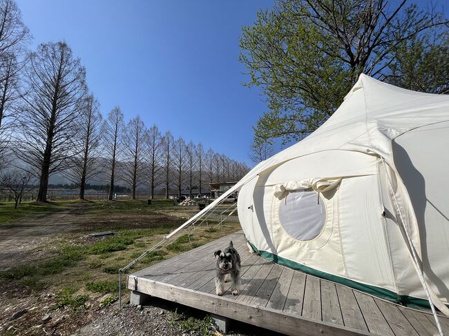 メタセコイア並木沿いのGLAMPING&amp;CAFE MUKU のドッグロータステントでグランピング。ちょうど桜が満開のタイミングだったので、車で10分で行ける海津大崎までドライブしました。