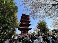 池上本門寺　満開の桜と五重塔