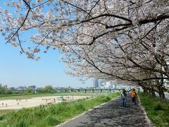 「　多摩川沿い　土手の桜　自転車さんぽ　」　2023