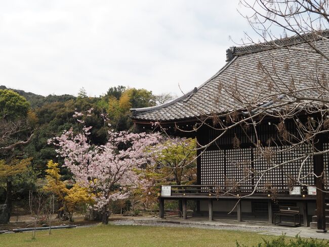 ちょっと前の新聞の桜情報、ほとんどが満開、散りはじめもちらちら。<br />もう満開は期待できないものの、残り桜も楽しみたいと、その桜情報から選んだのが、ずーっとお参りしていない山科の勧修寺。<br />そして近くには小野小町で有名な随心院が。<br />この二寺を目指しで出発です。<br />車に乗ったときには、桜の花見の定番、花曇りそして花冷え。<br />広に近くなると、青空が広がり、日光でちょっと暑いくらいになりました。<br /><br />【写真は、勧修寺の宸殿と桜です】