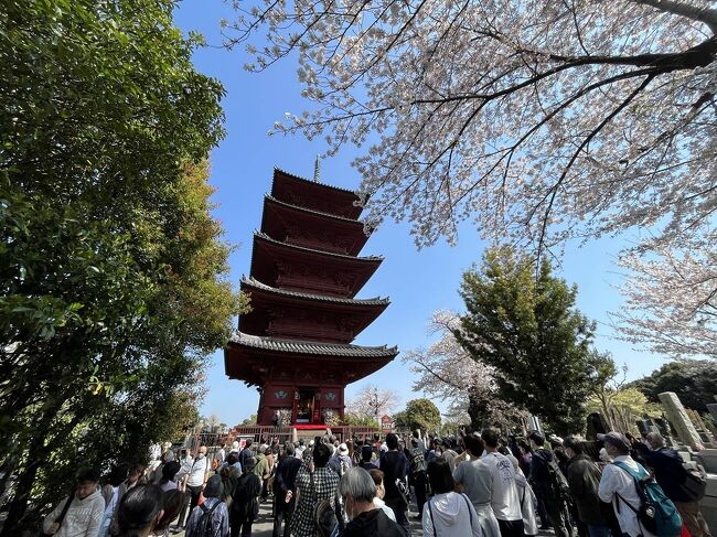 東京都大田区の池上本門寺に行ってきました。<br /><br />国の重要文化財にも指定されている関東最古の五重塔があり、さらに都内でも有数の桜の名所であるので、春のお花見散策には打ってつけ。<br /><br />ちょうど満開を迎えていて、桜と五重塔の風景がとても綺麗でした。高台にあるので寺院の境内に入ってしまえば高層ビルなども見当たらず、京都にいるような静かな雰囲気味わえます。<br /><br />▼ブログ<br />https://bluesky.rash.jp/blog/travel/ikegamihonmonji.html