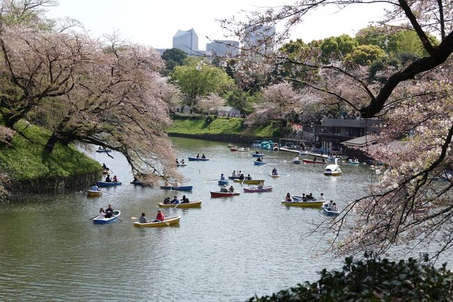 東京に来たので、やっと東京の桜を見ることができる、　体調が少し悪いので目黒・千鳥ヶ淵のみ散策とした。　ただすでに見頃を過ぎてました、残念。