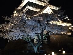 熊本市内で満開の桜に会う～陽春のおばちゃん花旅②～