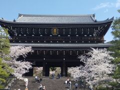 桜を愛でる旅 2023 ～京都～
