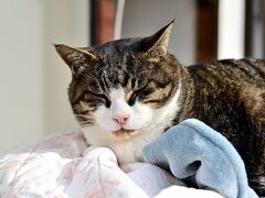  福井の猫寺ご誕生寺