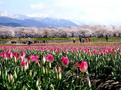 団塊夫婦の桜巡りドライブ・2023富山&山梨一(1)今年こそ四重奏を見たい！あさひ舟川再訪