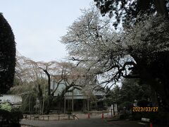 枝垂れ桜