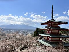 2023年　新倉山浅間公園の桜と沼津港1day trip！　3年目にしてやっと富士山と桜の写真が撮れた～♪