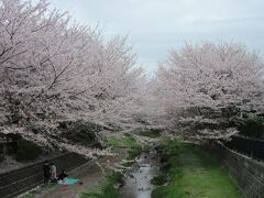 2023年3月27日：毎年恒例（但し4トラUPは4年ぶり・・・）桜満開の野川西之橋散策