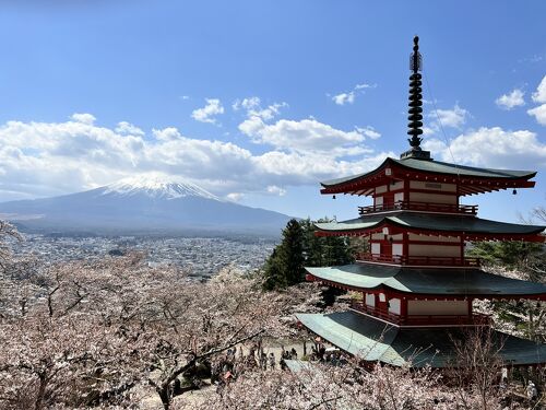 2023年 新倉山浅間公園の桜と沼津港1day trip！ 3年目にしてやっ