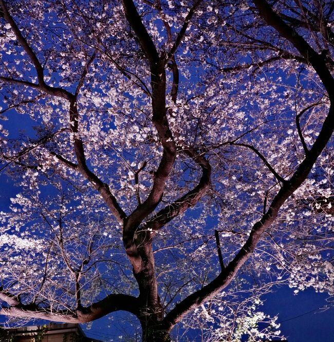 Japan　小平グリーンロードの夜桜　～ミツバチばあやの冒険～