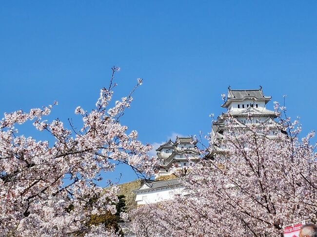 全国的に桜が満開のシーズン。<br />中でも桜が映えるのはヤッパリ御城です。<br />と言う訳で世界遺産姫路城へ行ってまいりました。<br />多くの花見客を見ていると日常が戻った、とホッとさせられます。<br />また、先月からノーマスクで過ごしてますが、まだまだマスク姿が多いのは残念です。