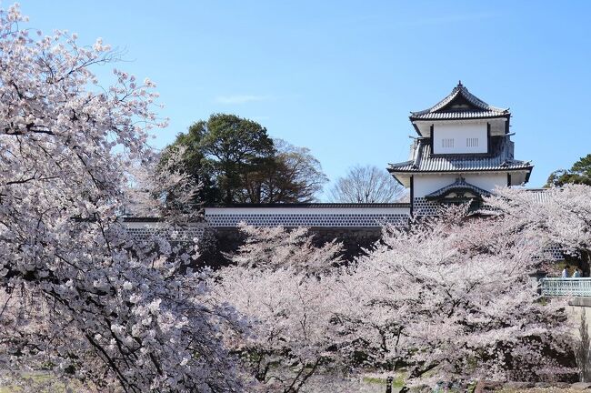 コロナ禍以降初、約4年ぶりの泊まりがけの旅行はちょうど桜が満開な金沢へ！