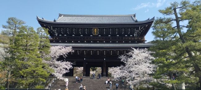 桜を愛でる旅 2023 ～京都～