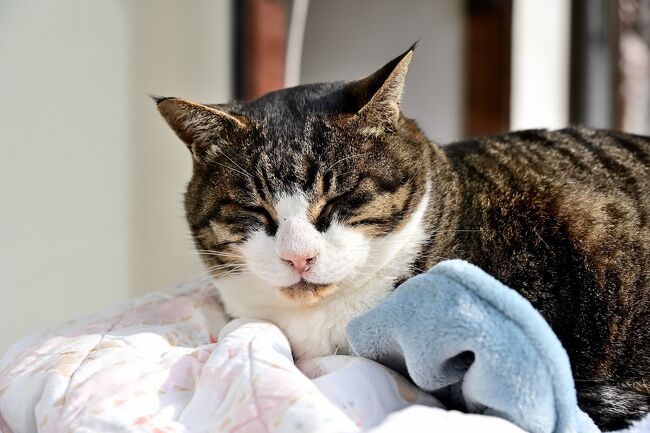 猫好きなら一度は訪れたいお寺「御誕生寺」です。<br /><br />昨年だったかテレビでレポートされた番組をたまたま見ていましたので機会があればと思いつつ、おお冬の「青春18きっぷ」で行くのはどうだろうかと思いこれはいいチャンスとばかりでかけました。<br /><br />18きっぷの過去最長は関東から大垣でしたがさらに距離を延ばし福井県まで。<br />のんびり居眠りできるかと思いきや結構乗り換えが多くうっかりすると乗り越したりするので緊張する場面もありました。<br /><br />