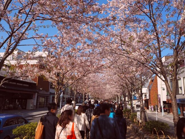 ４月３日。急に思い立って午後から鎌倉へ行ってきました。<br />若宮大路・段葛の桜並木が満開。<br />散ってしまう前にと、速報としてダイジェストで投稿します。<br />あくまでも情報提供版なので適当にスルーなさってくださいませ。<br /><br />本編はまたいずれ投稿させていただきます。<br /><br />旅行日：2023年4月3日<br />投稿日：2023年4月4日