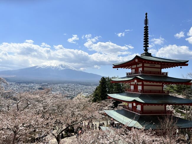 新倉山浅間公園の桜まつりへ行ってきました。<br />満開の桜と富士山の写真が撮りたく3年連続通いました。<br /><br />初年度は桜は満開でしたが、富士山が見えず・・・<br />https://4travel.jp/travelogue/11686236<br /><br />昨年は富士山は本当に綺麗でしたが、桜が3分咲き・・・<br />https://4travel.jp/travelogue/11750084<br /><br />そして今年は富士山は少し雲がかかっていますが晴天、桜も7分咲きということで念願の桜と富士山の写真が撮れました。<br /><br />1day tripのコースはほぼ昨年と一緒ですが、思わぬ変化にびっくり！<br />良かったら最後までお付き合いくださいませ！！<br /><br /><br />動画もUPしました。<br />https://www.youtube.com/watch?v=6U0FaXuCTcs&amp;t=170s