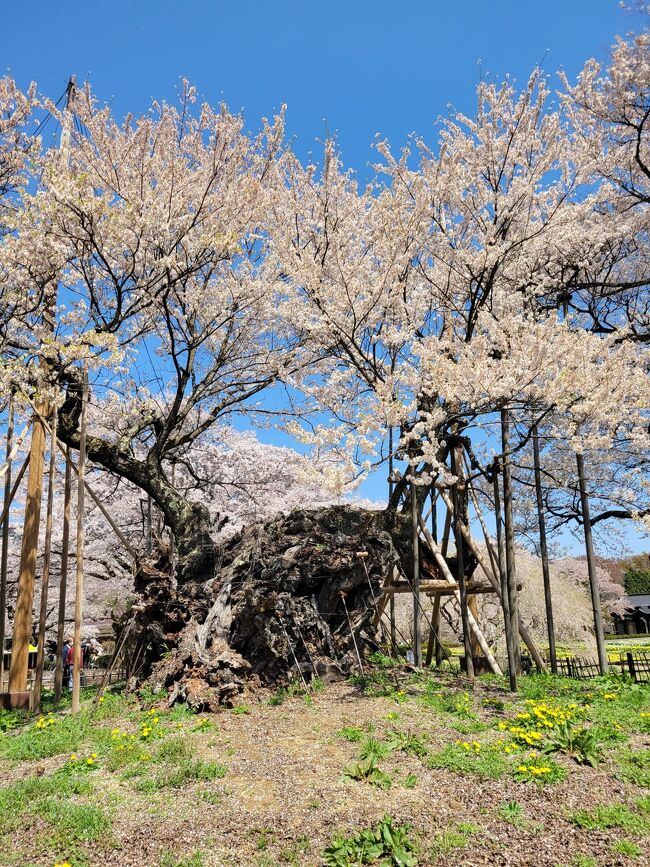 日本中の桜を追いかけている友人に勧められた神代桜。たまたま夫が甲府に車で行くというので便乗してついに見てきました。近くの真原の桜も見てきました。
