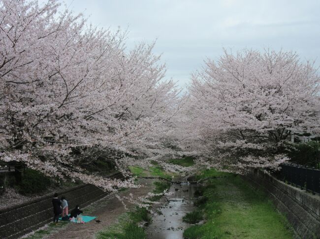 東京都の一級河川「野川」・・・<br />と言っても有名な「多摩川」と比べると小さな小さな川です。<br />その流れは国分寺市から始まり世田谷区の二子多摩川で多摩川に合流します。<br /><br />昔はいわゆるドブ川でしたが、近年遊歩道等を整備し良い散歩コースとなりました。<br /><br />遊歩道は国分寺市と小金井市の市境付近（鞍尾根橋）から始まり、<br />西之橋辺りから川面にも降りれます。<br />最近は、この辺りから深大寺あたりまで散策する方もいらっしゃるようです。<br /><br />西之橋付近の桜が満開を迎えたので散策してみました。<br />毎年楽しみにしていて今年も散策を楽しみました（但し4トラへのUPは4年ぶりです）<br /><br />※つたない文章＆写真ではありますが、是非最後までお付き合いください