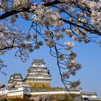 桜満開☆兵庫の名所を巡る旅　②（姫路城内が、まさかの大渋滞！明石・日岡山公園、今日は夜まで桜三昧♪）