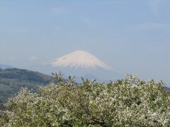 吾妻山公園では大島桜と富士山のコラボを（二宮町）