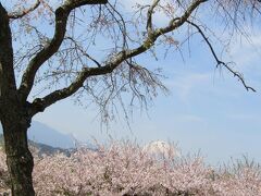 吾妻山公園は枝垂れ桜と富士山のコラボも（二宮町）