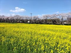 埼玉桜めぐり　虎山の千本桜～都幾川桜堤