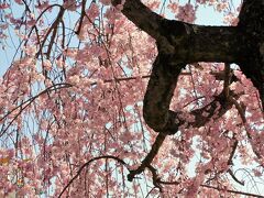小野市ひまわりの丘公園に春を楽しむ！
