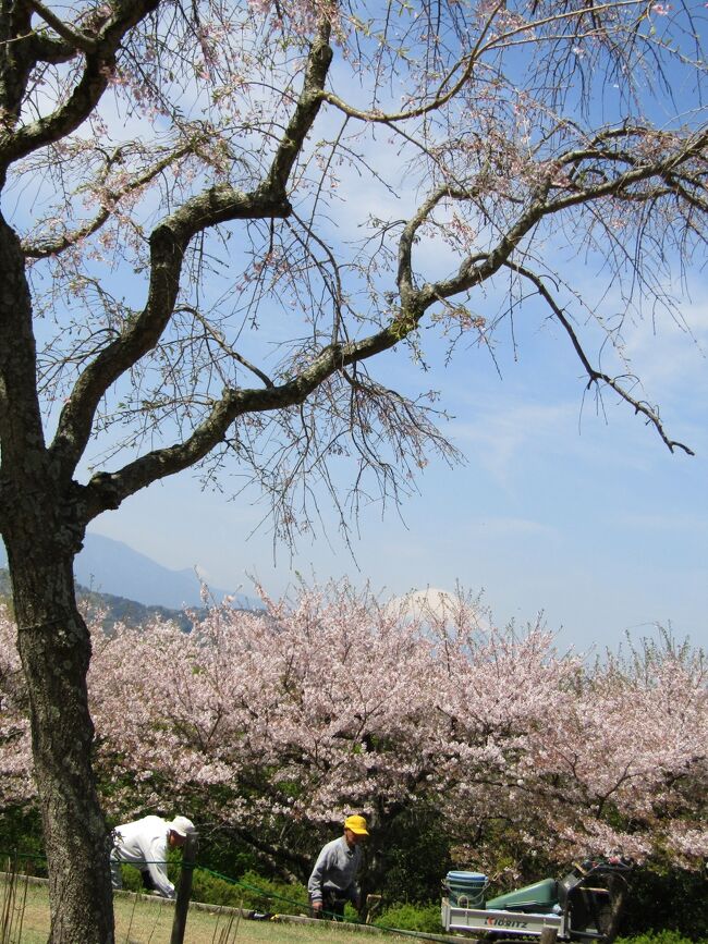 　二宮町にある吾妻山公園は枝垂れ桜と富士山がコラボするスポットでもある。<br />　先日（4/1）には枝垂れ桜は満開であったが、富士山が雲の中で富士山のシルエットは雲に遮られて確認出来なかった。<br />　今日は朝から富士山が見えていた。しかし、枝垂れ桜はぼぼ散り終わっており、見る影もない。<br />　そうはいっても、神奈川県では枝垂れ桜と富士山が1枚の写真に収められるスポットは初めてであり、桜と富士山の写真を撮り続けているカメラマンも見たことがないと言っている。<br />　おそらくは、ここ吾妻山公園が枝垂れ桜と富士山がコラボする神奈川県では唯一のスポットである可能性が高いと思われる。<br />（表紙写真は枝垂れ桜と富士山のコラボ）
