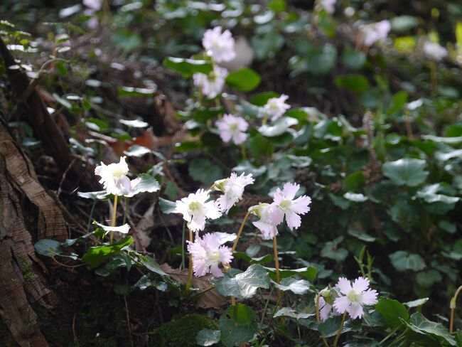 ｢イワウチワ」という花をご存じですか？<br />高山の岩場に咲く花です。<br /><br />栃木県那須郡那須川町に「富山舟戸イワウチワ群生地」があることを知り、久々のロングドライブで行って来ました。<br /><br />群生に咲く可憐なイワウチワに癒やされ、うえまる花の丘庭園ではまさに春の大合唱♪♪<br /><br />そんな春の一日を楽しんで来ました。