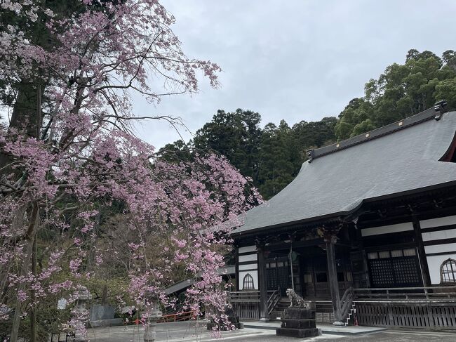 黒いちごと白いちごを栽培しているいちご園さんでいちご狩り。<br />季節も時期も悪かったのか、あまり美味しくない。<br />それでもなんだかんだと食べてお腹いっぱい。<br /><br />それから　千葉県ぐるりと花見ドライブ。<br /><br />☆ 八鶴湖　初めて行きました。<br /><br />☆ 茂原公園　桜の時期は初めて。<br /><br />☆ 泉自然公園　初めてカタクリの群生を見に。<br /><br />☆ 富田さとにわ耕園　千葉にネモフィラ咲いてるの初めて知りました。<br /><br />初めての所ばかり連れて行ってもらい充実のドライブでした。<br /><br />この旅行記、下書きのまま放置していました。<br />今頃花見の旅行記アップ。<br /><br />この時ご一緒した友人ご夫婦。<br />旦那さんはちょっとオレオレですが、奥さんにかなりの依存が伺えました。<br />夫婦って不思議ですね。<br /><br />この時　友人、癌発覚手術後 5ヶ月<br />抗がん剤が効き　頭はかつら　眉毛もまつ毛も抜けて　感染症を恐れて人混みは避け<br />ランチも時間外しての移動でした。<br /><br />運転は別の友人で4人のドライブです。