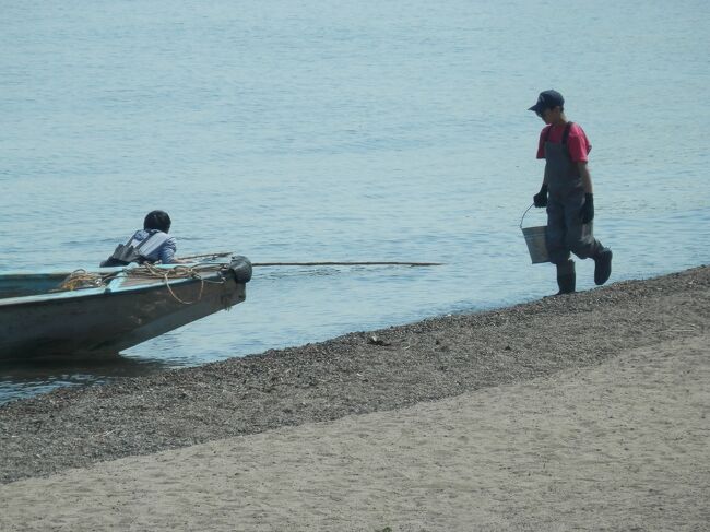 桜満開の季節がやってきました。<br />琵琶湖北部の桜並木の海津大崎からマキノ方面へドライブ<br />おいさで漁という古来からの漁法を見ることができ感動！<br /><br />★追いさで網漁とは、春の湖岸でアユを獲る伝統漁法。<br />アユを受ける「さで網」に向かって、先端にカラスの羽をつけた「追い棒」を巧みに動かし、群れを追い込む。