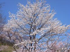 二本松城・夜ノ森の桜