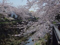 ことしも山崎川の桜を楽しみました。よいところです。