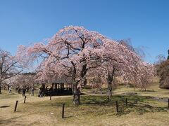 2023年3月下旬＜伊東市さくらの里＞