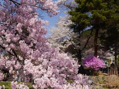 口コミより、急げ～！桜満開の高遠城址公園へ行って来ました！