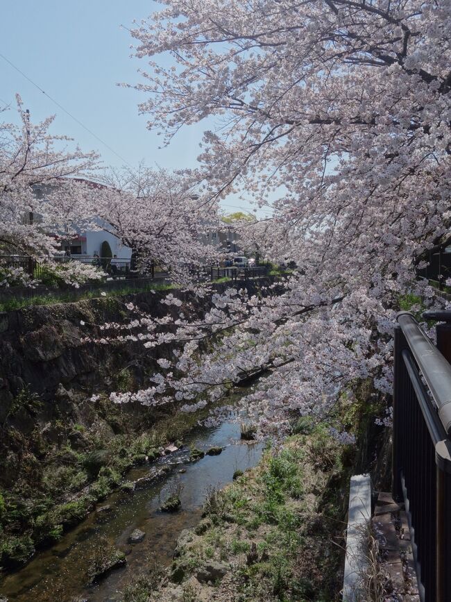 ことしも山崎川の桜を楽しみました。毎年来れて，よいところです。