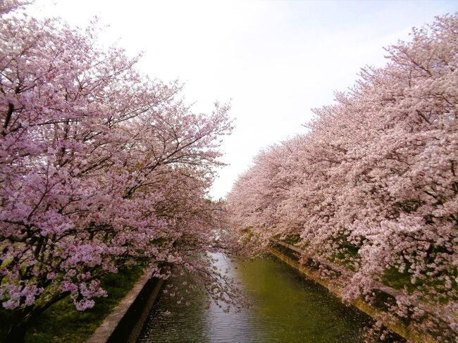 大牟田市内で秘かな桜の名所として知られ始めた白川地区の「堂面川の桜並木」を訪れてみました。<br />併せて、同じ堂面川の上流にある「堂面川ふれあい公園」も廻ってみます。<br />小さな旅行記ですが、お時間のあるときにでも御覧いただければ幸いです。<br /><br />尚、旅行記後半で若干脱線してしまいますが、いつものことと、ご笑覧いただければ幸いです。<br /><br />(2023/05/07)
