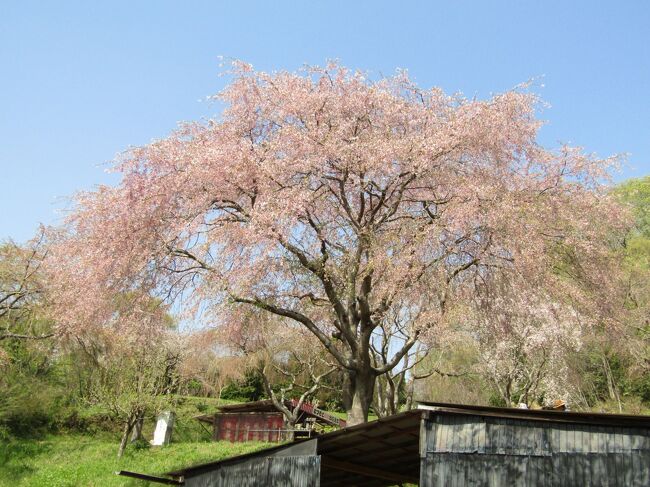 　中井町松本では約30年前に三春滝桜の子苗を10本植えて育て、まつもと滝桜としてお花見会を催すのだという。3月31日に掲載されたタウンニュースの記事を読んで、出掛けることにした。<br />　しかし、松本集落では山口家を始め枝垂れ桜は完全に散り終わっている状態である。<br />　まつもと滝桜お花見会の会場でも散始めから散終わりになってしまっており、花見なら1週間ほど遅かったと思う。入口の急坂に枝垂れている桜は滝桜系ではないというが、この木だけは満開である。<br />　まつもと滝桜お花見会は集落の人たちが行っており、近隣の集落から来ている人も皆親戚などの顔見知りばかりのようだ。<br />　現実には、この花見会には二宮駅からは1時間に2本のバスがあるのだが、私が乗車したバスでは私の他には中年女性が１人だけ会場方向に向かって歩いているだけだ。<br />　来年はぜひ満開の頃に訪れたいものだ。<br />　中井町にも富士山のビュースポットが多くあるようで、この会場の先には峠があり、その谷の間からは富士山が顔を出すのだという。<br />　ここの枝垂れ桜からはおそらくは富士山は見えないであろう。しかし、枝垂れ桜の桜並木から富士山を見てみたいものだ。<br />（表紙写真はまつもと滝桜）