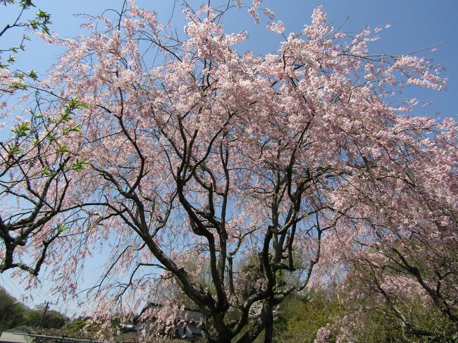 　中井町松本には枝垂れ桜が多く植えられている。それは一人の人が移植し始めた結果ということだ。しかし、そうした人の立派な家屋敷の裏にも大きな枝垂れ桜の木があり、もう既に散終えている。その先の民家の横の土手にもこれよりは小さな枝垂れ桜が植えられているが、既に散終えてしまっている。<br />　この2本の枝垂れ桜は三春滝桜の系統だという。<br />　また、その横の段々畑に植えられている「まつもと滝桜」も散り終わった木から散始めの木まであり、それぞれだ。<br />　実生であるから開花時期にバラツキが大きいのだという。また、花の色も個体差が大きいのだという。<br />　一方、ここ松本山泰翁寺に植えられている3本の枝垂れ桜は満開である。山門までの参道の両側に植えられた3本の紅枝垂れ桜はこの集落では一番色が濃いのだと地元の人は言う。<br />　裏山のソメイヨシノの端にももう1本枝垂れ桜が植えられているが、これは品種が違っており、三春の滝桜の系統であろうか。<br />（表紙写真は泰翁寺参道の枝垂れ桜）