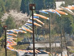 神河町越知川沿いの桜