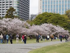 20230402-1 汐留 間に合いました？浜離宮恩賜庭園でお花見散歩