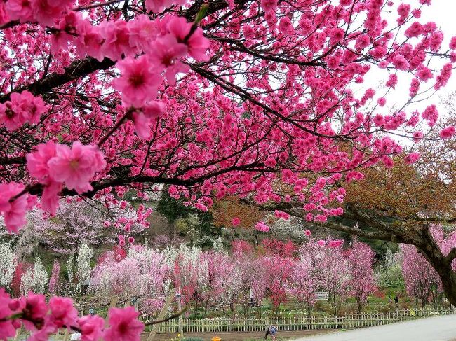 団塊夫婦の桜巡りドライブ(2023ハイライト)ー富山の桃源郷！長引野しだれ桜＆天神山ガーデン
