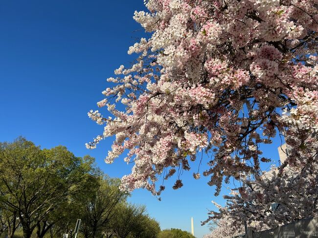 二つ目の目的地、ワシントン観光は徒歩です。乗り物ありません。桜が満開で素晴らしかった。