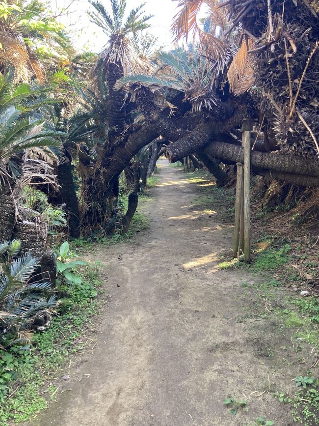 奄美群島巡り。<br />沖永良部島を後に隣の徳之島へ。<br />沖永良部島より徳之島の方は通っている。<br />イメージは闘牛かな。