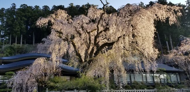 金曜日に午後休を取って、一人で山梨県身延山のいさご屋旅館に泊まってきました。いさご屋旅館は、最近興味のある遊郭建築の旅館を調べていて見つけました。予約したのは昨年の10月ですが、たまたま近くの久遠寺のしだれ桜がとても綺麗だと知り、３月末の宿泊にしました。これだけではもったいないため、翌日にはお気に入りの奈良田温泉白根館と前から気になっていた西山温泉蓬莱館に行くことにしました。<br /><br />で、どうだったかというと、まず、いさご屋旅館は、それほど遊郭を感じさせるところは多くありませんでしたが、気になっていた旅館ですので、泊まれて良かったと思います。旅館のご主人にはとても良くしてもらい感謝しています。一方、身延山については、正直、身延山がどんなところかも知らずに行きましたが、２日目には久遠寺の朝のお勤めにも参加でき、予想外に楽しむことが出来ました。２日目には奈良田温泉にも行けたし、気になっていた西山温泉蓬莱館にも寄ることができ、大満足の身延山一泊旅行となりました。